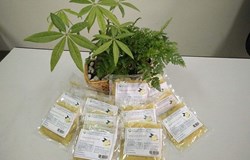 Xác định yếu tố ảnh hưởng trong quy trình công nghệ sản xuất gừng muối chua theo phương pháp lên men lactic    