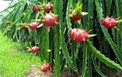 Nghiên cứu tạo chế phẩm sinh học phòng trừ bệnh đốm nâu (Neoscytalidium dimidiatum) trên cây thanh long