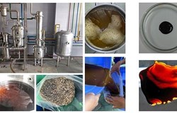 Tận dụng phế phẩm từ bưởi non để sản xuất viên nang uống điều trị rối loạn lipid máu và giảm béo phì