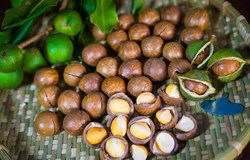 Nghiên cứu ứng dụng công nghệ sinh học để sản xuất một số loại thực phẩm và thức ăn chăn nuôi từ quả mắc ca