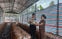 Hiệu quả ứng dụng công nghệ sinh học trong sản xuất nông nghiệp