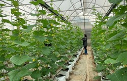 Tăng tốc phát triển công nghệ sinh học từ Nghị quyết 36