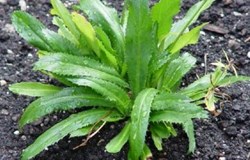 Khảo sát khả năng ức chế enzyme α-amylase, α-glucosidase và khử gốc tự do ở lá ngò gai (Eryngium foetidum L.)