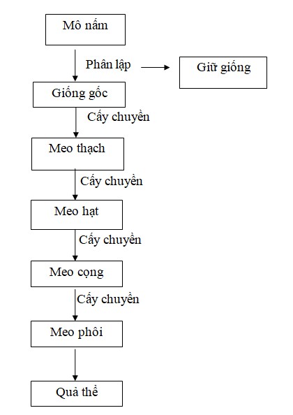 Mô hình sản xuất nấm bào ngư